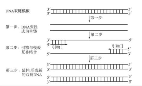 pcr双链模板 pcr双链模板