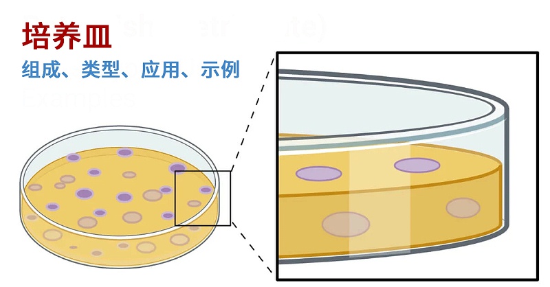 培养皿 培养皿