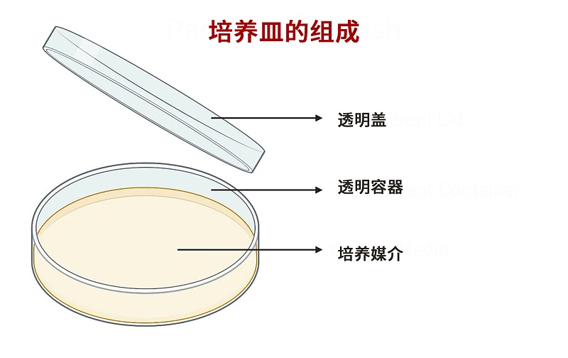 培养皿的组成部件 培养皿的组成部件