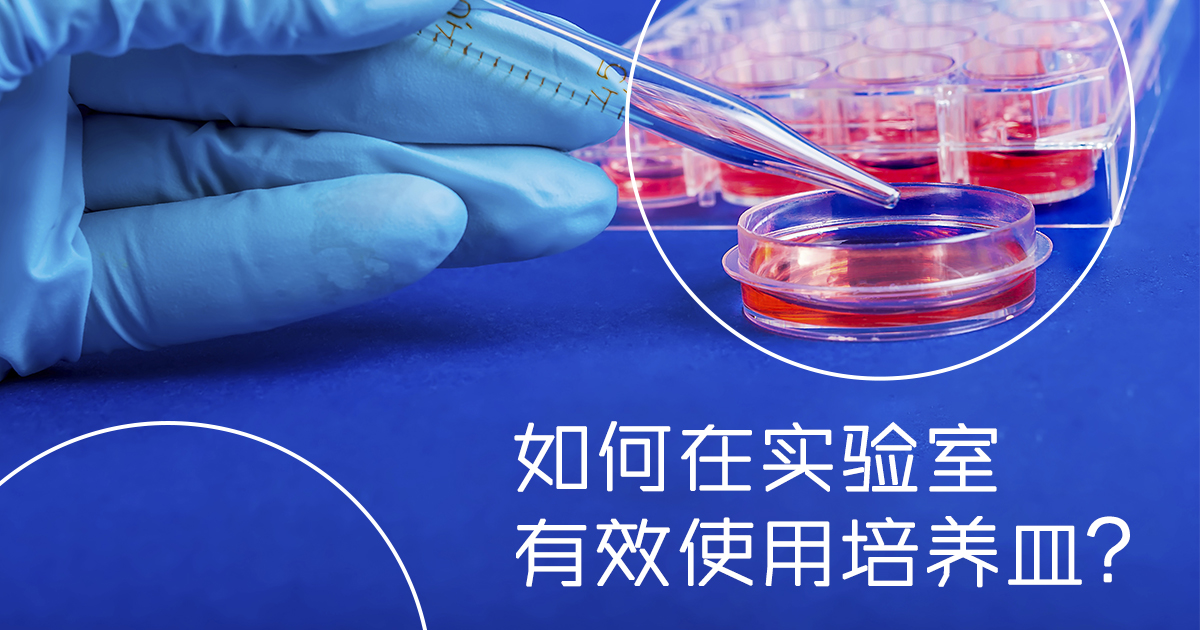 培养皿 培养皿