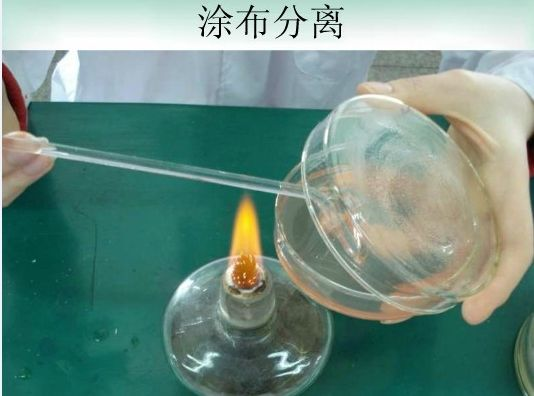 培养皿 培养皿