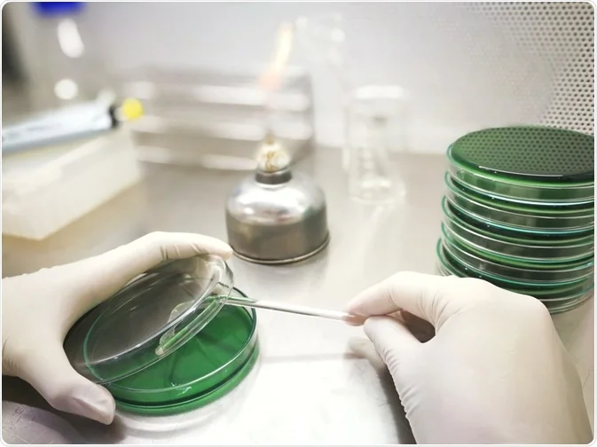 微生物学家使用无菌技术在琼脂平板上传播细菌培养物 微生物学家使用无菌技术在琼脂平板上传播细菌培养物